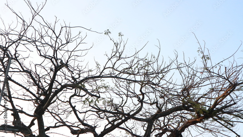 Obraz premium Branches of a bare tree stretch across a pale blue sky, creating a stark, wintery silhouette.