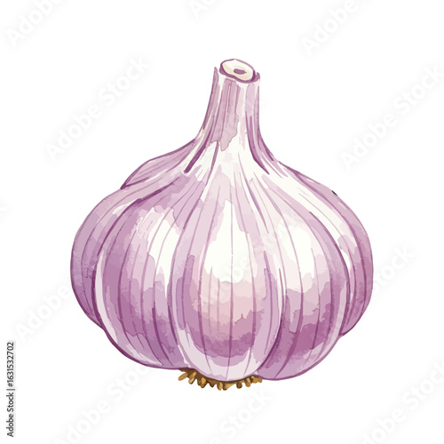 Detailed watercolor illustration of a single garlic bulb showing its papery layers and subtle purple hues against a plain backdrop