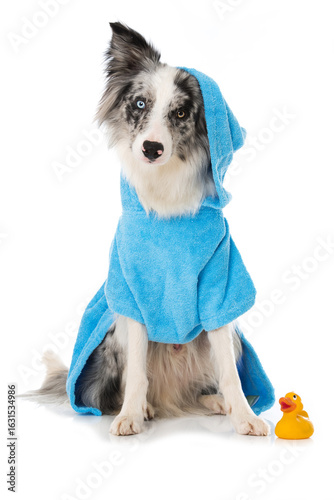 Border collie dog with bathrobe isolated on white