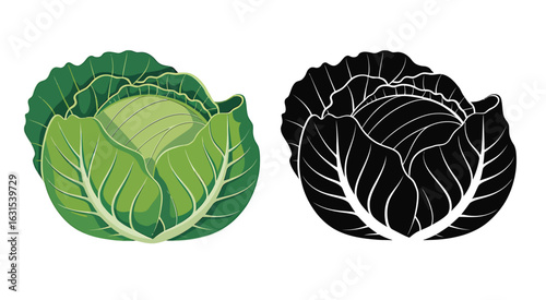 Green cabbage and black silhouette vegetable food