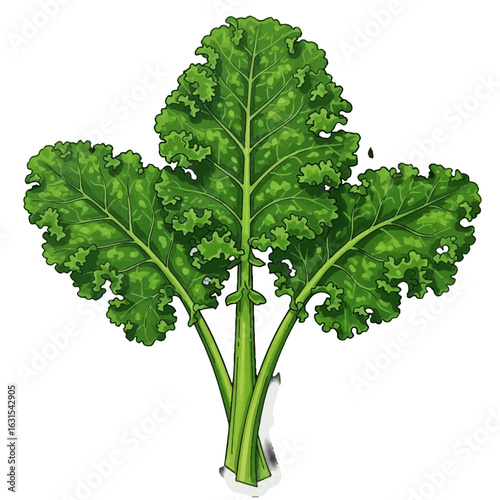 Fresh bunch of vibrant green kale leaves illustration featuring curly edges and detailed veins, a nutritious and healthy vegetable ingredient close up