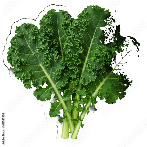 Freshly harvested bunch of curly kale with vibrant green leaves and sturdy stems, perfect for healthy eating and culinary creations