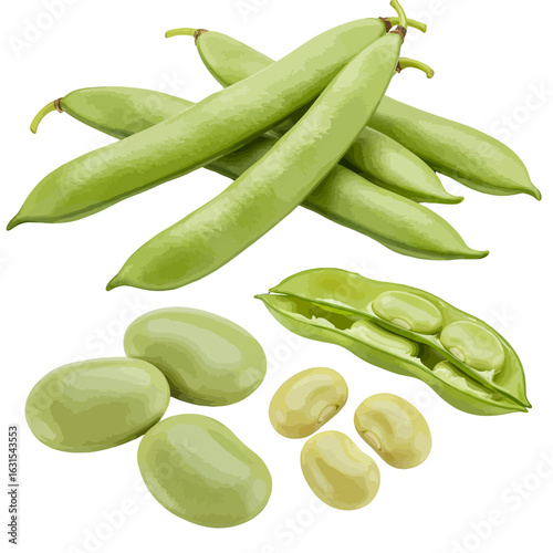 Fresh fava beans still in their pods and shelled, showcasing the natural texture and vibrant green color of these healthy vegetables, ideal for culinary and nutritional themes