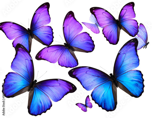 Elegant Purple Butterflies in Mid-Air Flight, Isolated on Transparent Background