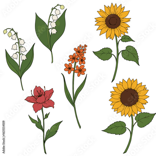 Botanical illustration featuring lily of the valley, sunflower, and other flowers with leaves in vector style design