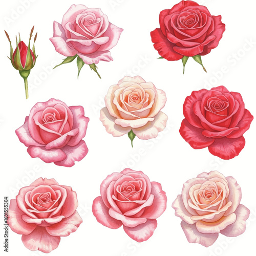 Watercolor roses collection showcasing various shades of pink and red in full bloom and unopened bud, isolated botanical illustration
