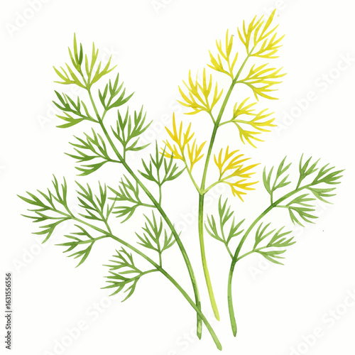 Watercolor illustration of fresh dill herb plants with delicate green and yellow fronds on a white background, botanical art