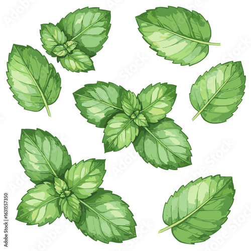 Fresh mint leaves illustration with vibrant green hues and detailed textures, showcasing a natural and aromatic herb.