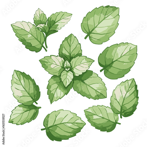 Fresh green mint leaves illustration featuring watercolor effect and organic shape, perfect for herbal tea and culinary designs