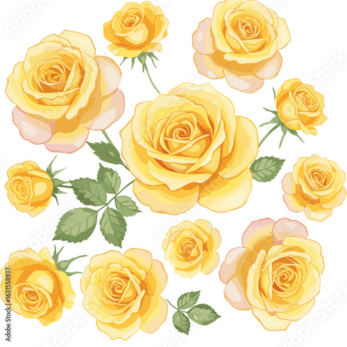 Beautiful yellow roses in full bloom arranged in a floral pattern against a clean white backdrop for elegant designs
