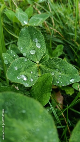 Slika na platnu water drops on green clover leaf