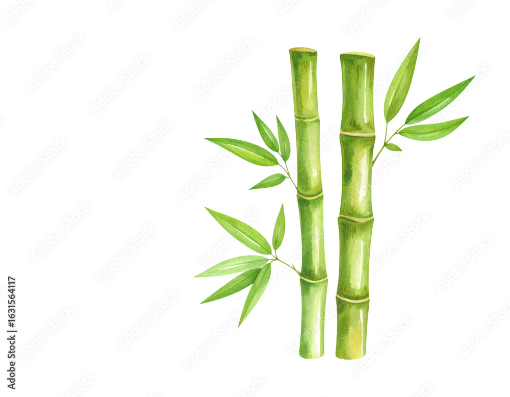 Fototapeta premium Lush green Japanese bamboo plant with leaves, isolated on a white background