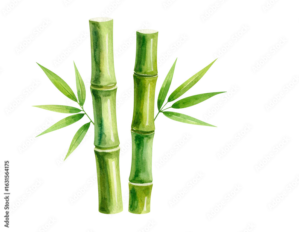 Fototapeta premium Lush green Japanese bamboo plant with leaves, isolated on a white background