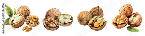 Watercolor set of walnuts. Cracked walnuts in shell. Opened walnut watercolor. Organic healthy food. Vector illustration.