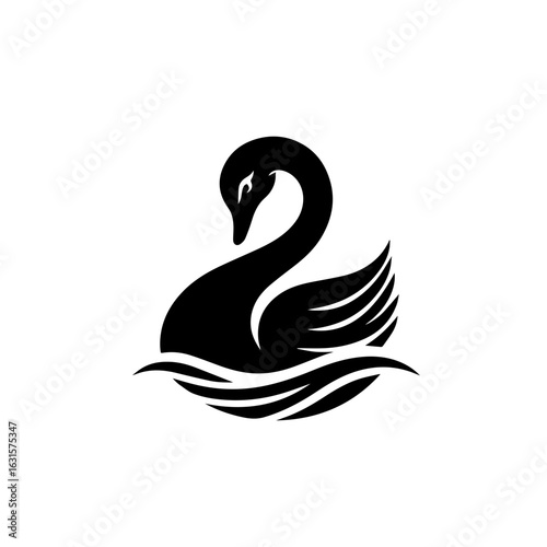 Black swan swimming in water isolated on white background