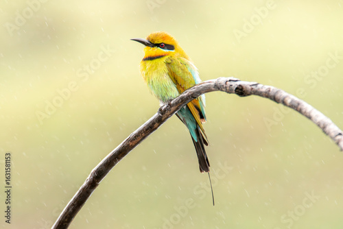 Rainbow Bee-Eater
