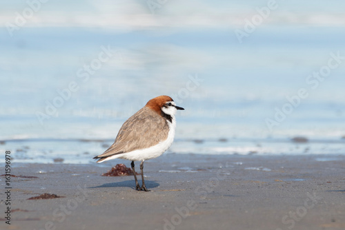 Red-Capped Plover