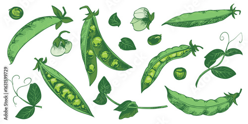 Vector set with green pea pods, leaves, flowers and shoots. Bean pod, seeds visible. Imitation of color engraving technique. Useful vegetable crop. Peas are hand drawn.