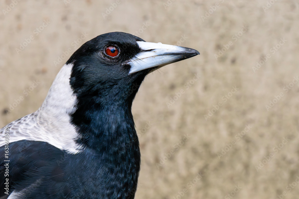 Fototapeta premium Australian Magpie