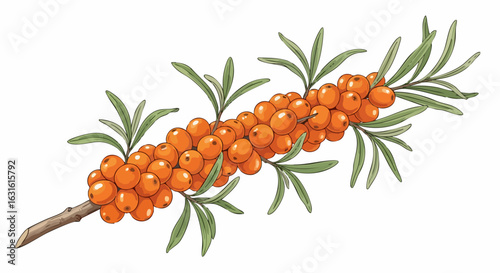 Sea buckthorn branch with ripe berries and green leaves. Detailed illustration of sea buckthorn plant, showcasing vibrant orange berries and foliage.