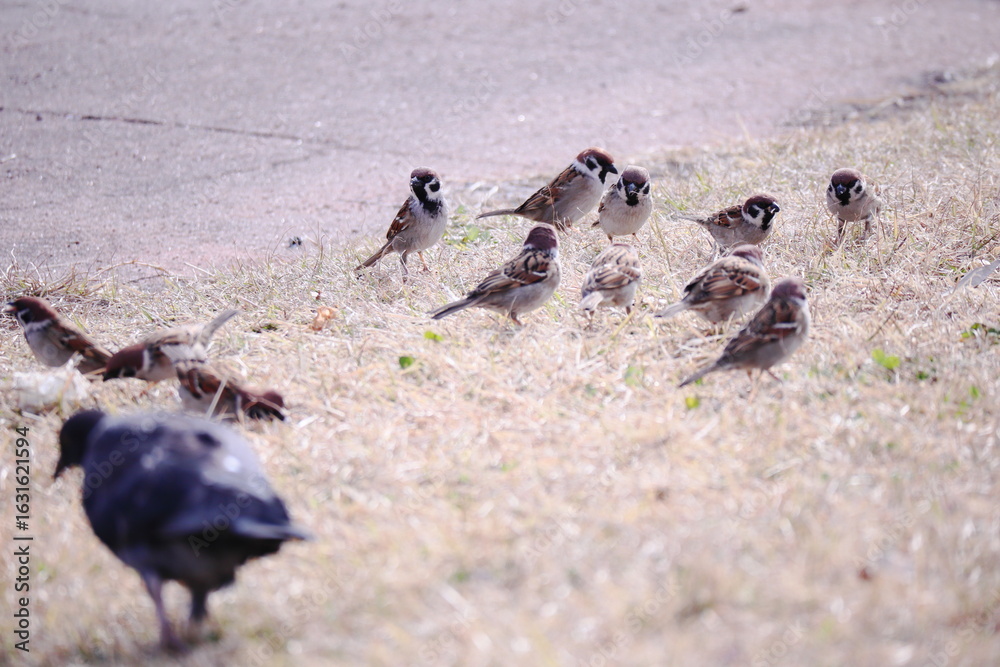 Fototapeta premium スズメの集団とハト