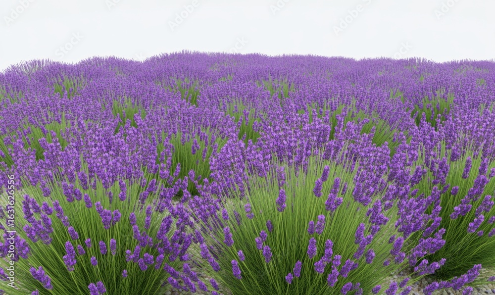 Obraz premium Scenic lavender field with purple flowers in bloom during the day