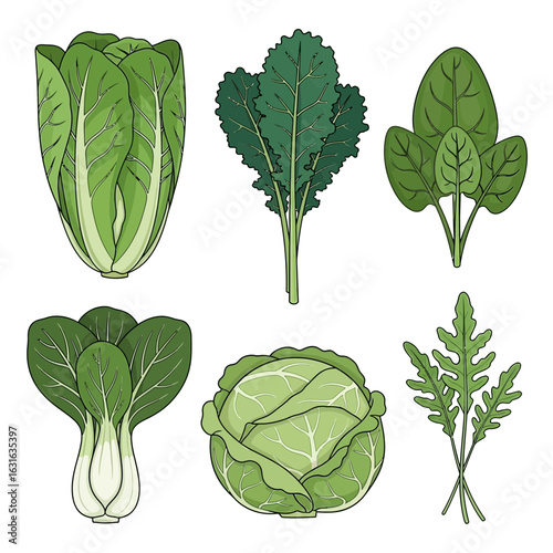 Illustrated set of six leafy green vegetables including cabbage kale spinach bok choy arugula and romaine lettuce.
