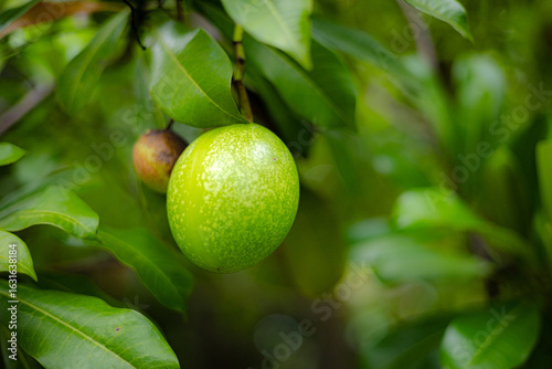 Wallpaper Mural Close-up of a Young Green Calabash Fruit Torontodigital.ca