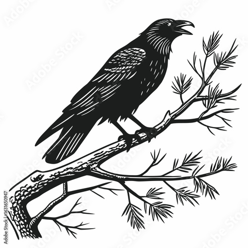 Raven perched on a pine branch