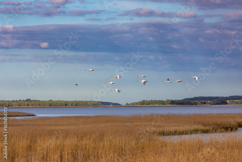 Fliegende Schwäne über idyllischer Boddenlandschaft am Pramort.
