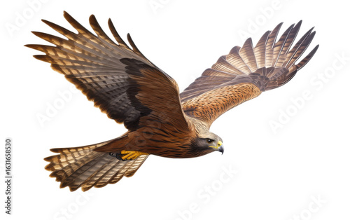Bird of prey Black kite isolated on white background, png