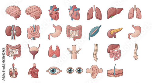Vector illustration set of human internal organs. Anatomical icons for science and medical infographics.