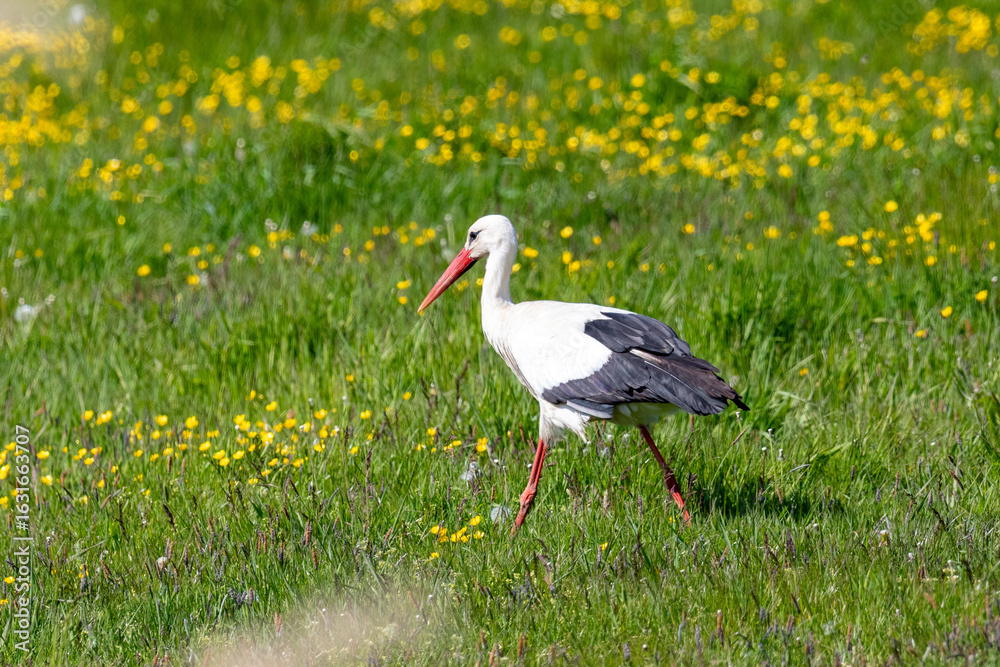 Fototapeta premium Storch auf einer Wiese an der Barthe.