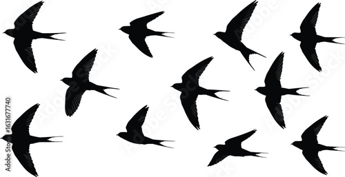 Silhouette of flying swallows flock, bird vector art, wildlife illustration, black and white clipart, nature design elements