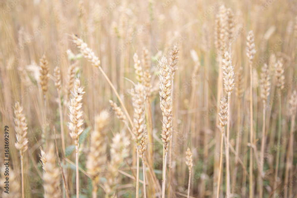 Obraz premium Golden wheat ears close up in agricultural field during harvest season