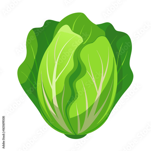 a head of lettuce with layered green leaves in various shades from light to dark green, no background vector file.