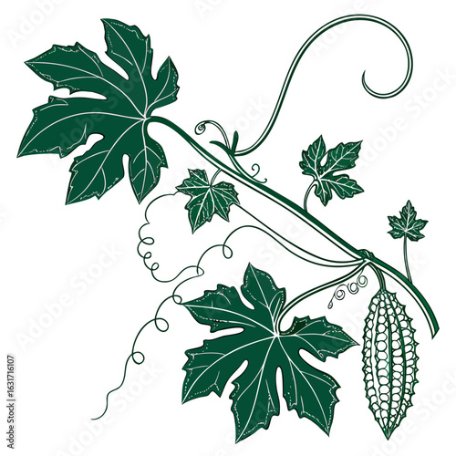 Illustration of bitter melon plant with leaves and fruits isolated on white background