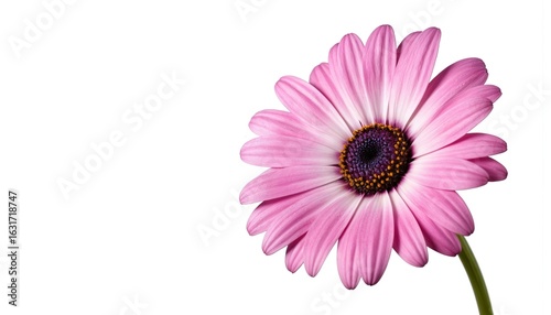 Macro shot of vibrant pink daisy flower with white-edged petals against clean white background. Intricate detail of bloom, central eye, delicate petal texture highlighted. Isolated floral element