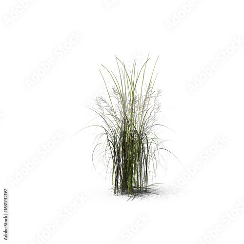 Tall Moor Grass Isolated on Transparent Background