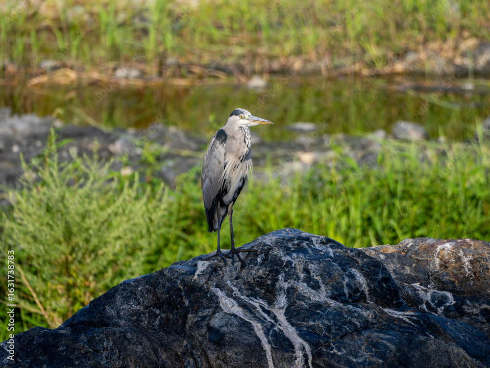 Fototapeta premium 河川の岩に立つアオサギ