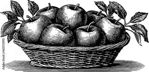 Vintage basket of apples engraving for harvest celebration design