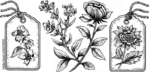 Vintage engraved illustration set of dried flowers for retro design and craft projects