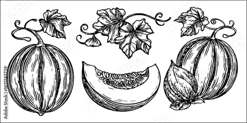 Vintage engraved illustration of melon and slice with leaves for retro design