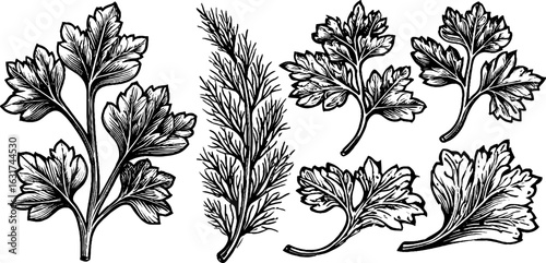 Vintage engraved illustration set of parsley and dill for culinary design