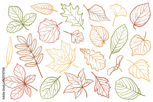 Outline vector set of autumn leaves. Hand drawn colorful linear foliage for seasonal design, botanical projects and coloring pages.