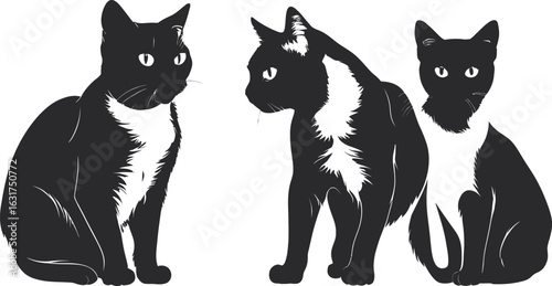 Set of cute black and white kittens, two sitting domestic cats with funny fur