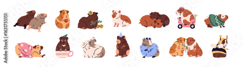 Set of cute guinea pigs. Different happy cavies hug, eat vegetables, relax and sleep. Adorable rodents have a rest, stretch. Funny little pets, animals. Flat isolated vector illustrations on white