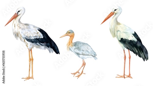 Stork white. Realistic bird isolated on white background. Watercolor. Template. Close-up. Clip art. Hand drawn
