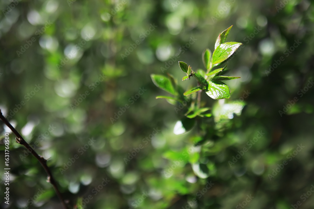 Fototapeta premium Close-up of Lush Green Foliage with Bokeh Background in Sunlight