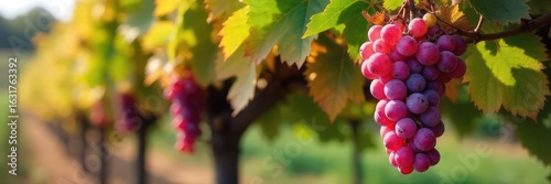 Close-up of mature grape vines, their leaves turning autumnal hues, with bunches of ripe grapes hanging heavy, signifying the end of the harvest season , red, clusters, vineyard